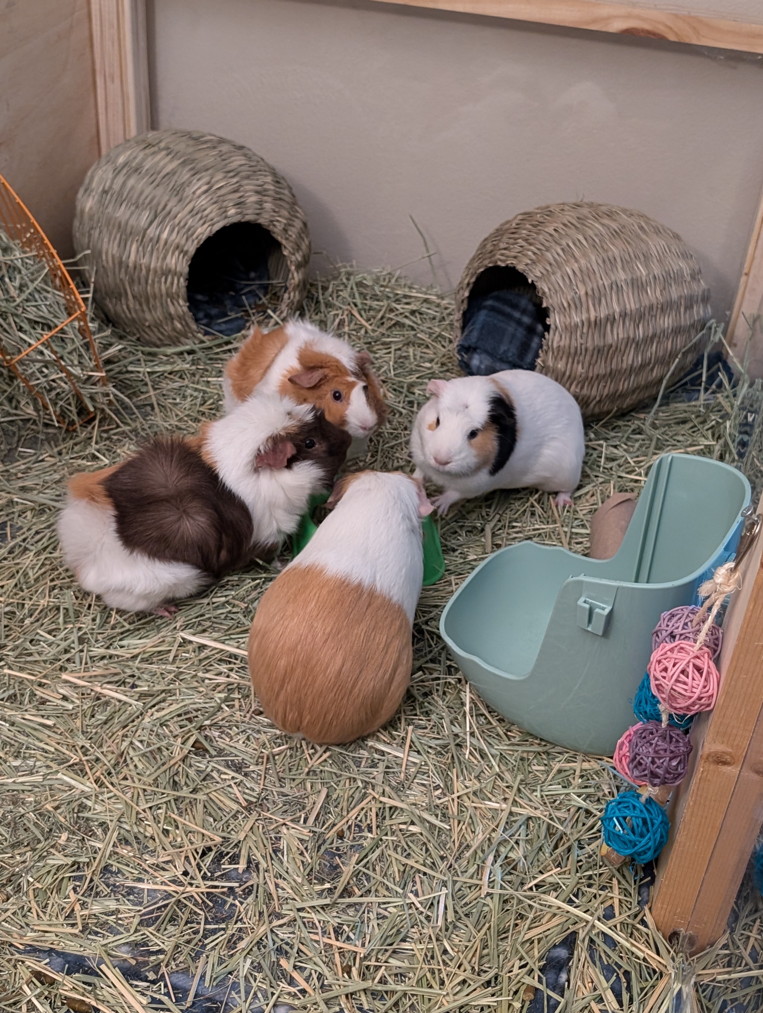 Featured image of post Guinea Pig Re-Introductions