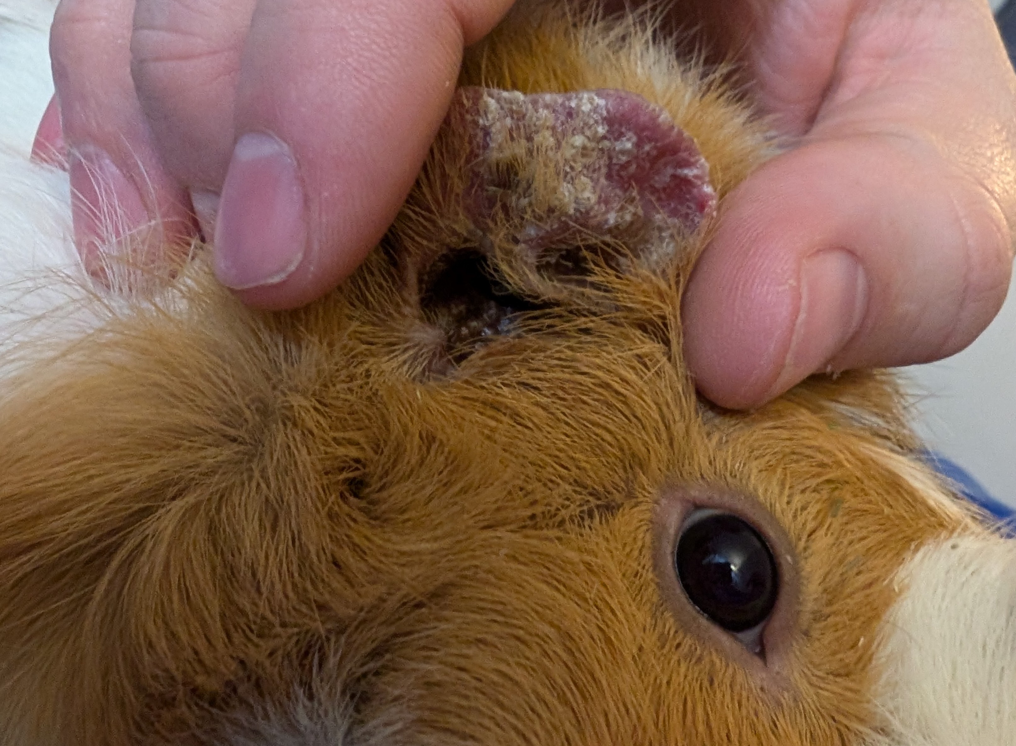 Ty Lees ear. A person holds a guinea pigs ear flap up to show severe crusting from repeated trauma