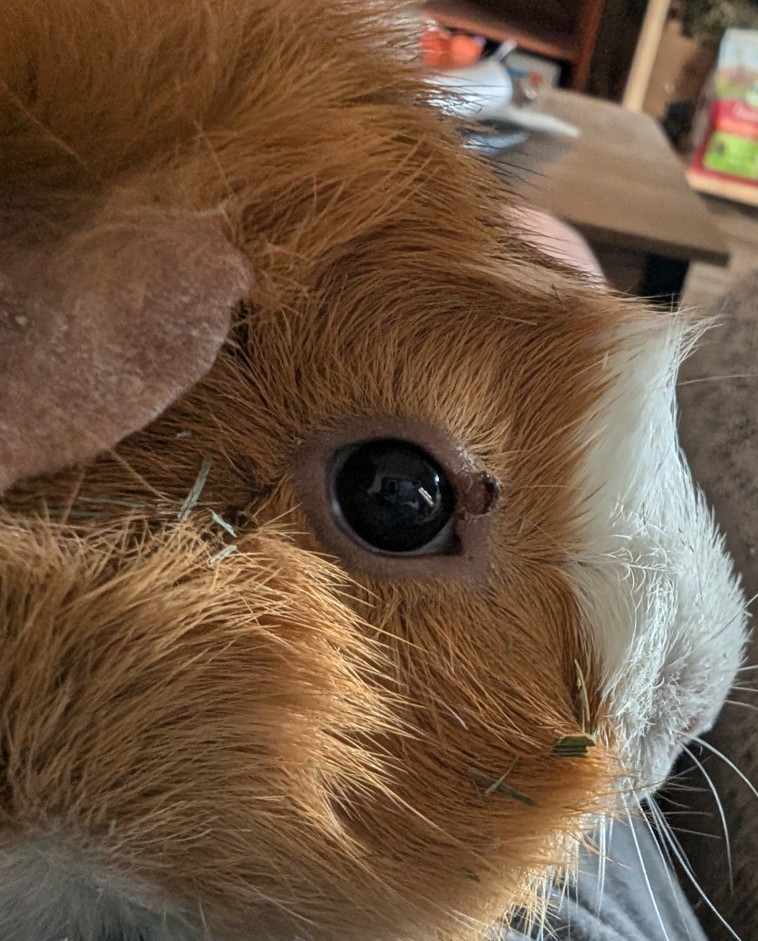 Ty Lees eye injury. Image shows a guinea pigs right eye with a large scab and sore just above it. Barely visible in the image is swelling and minor bruising around the entire eyelid.