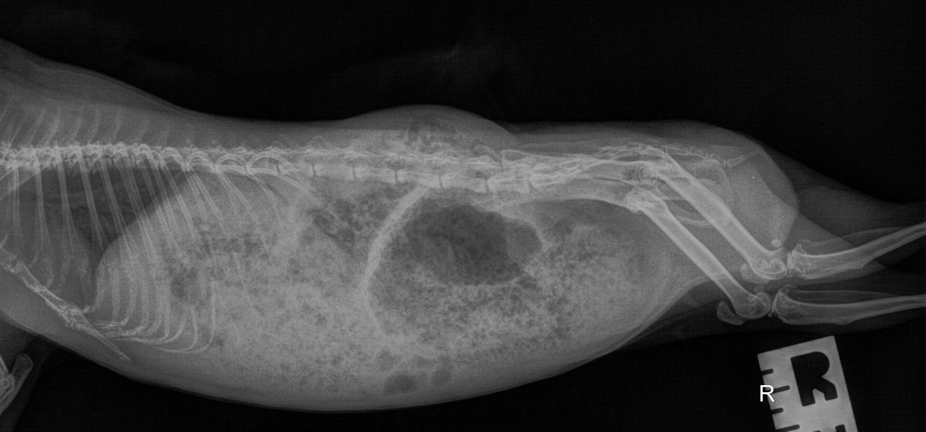 Vanyas X-Ray. An X-Ray of a 5 year old guinea pig, showing large dark spots around the lower abdomen indicative of gas and bloating